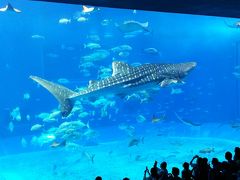 ２０１７・早春・三世代☆沖縄★美ら海水族館ほか、沖縄北部編★