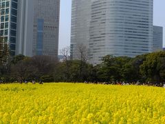 菜の花が満開！　「浜離宮恩賜庭園」で少し早い春を堪能してきました！