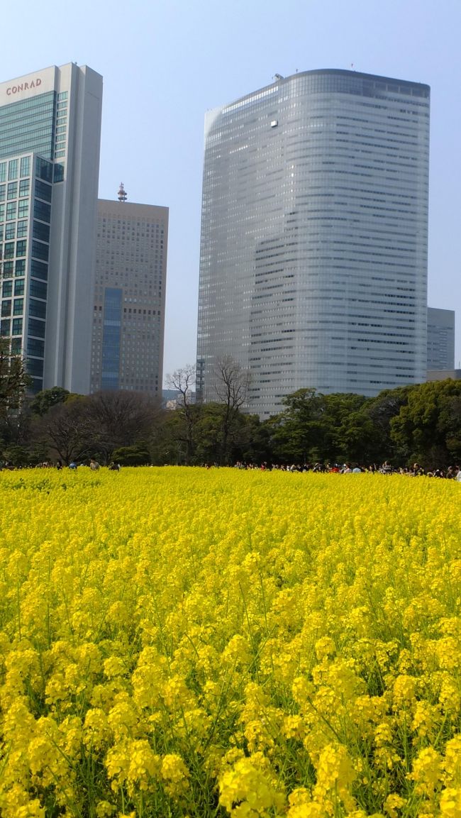 菜の花が満開！　「浜離宮恩賜庭園」で少し早い春を堪能してきました！