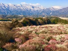 いなべ梅林公園と小谷城、黒壁スクエア