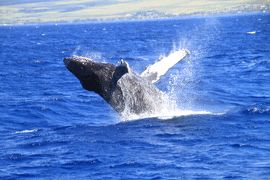 ザトウ鯨のパフォーマンスに興奮する日々