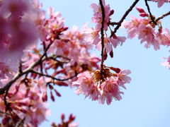 お彼岸のお墓掃除から咲き始めた桜へ！