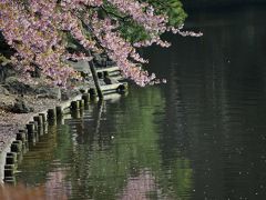 ぶらっと新宿御苑 ＃春の匂いを感じる３月。モクレン、ハナニラ、ボケに修善寺寒桜。花はきれいに咲いています。＃