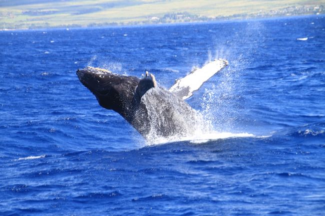 冬季にザトウ鯨に会いたくてマウイに来る。ハワイ諸島の海洋保護区サンクチュアリはハワイ諸島各島に設定されておりザトウ鯨もこの海域で丁寧にほごされてきた。そして年々増加し、ついにアメリカ海洋大気局は個体群の大半を絶滅危惧種のリストから除外したらしい。ハワイの個体群もその一つのようだ。かと言って鯨ウオッチングが野放しにされているわけではなく、しっかりしたルールのもとでおこなわれているのは以前と変わりはない。<br /><br />モロカイ、ラナイ、カホラベェそしてマウイ４島に囲まれるこの海域は外敵も少なく安全で海の深さもあさいことから子育てするのに適しているなどの理由で全体で２００００頭前後の鯨が訪れ、一度に３０００頭以上がいるらしい。鯨ウォッチングはオアフ島、ハワイ島等でも行われているがマウイ島のウォッチングは群を抜いている。<br /><br />この時期に毎年訪れ、１０回以上クルーズボートに乗り、彼らの追っかけをするが、毎回違った興奮と感動を与えてくれる。自然の動物はやはり面白い。<br />また、ガイドのタカさんやさおりさんと会えるだろうか、それに他のツアーボートUltimateでキャプテンをしているレイチェルにマリオと親交を深めることができるだろうかも楽しみのひとつであろう。<br /><br />さあ、今年も鯨たちの様々なパーフォーマンスを楽しもう。いざ出港。