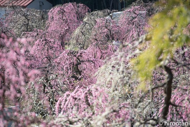 梅のシーズンの最初に訪れたのは、名古屋市農業センター。名古屋市内にありますが、丘陵地帯に１２品種７００本のしだれ梅が咲き乱れます。国内有数のしだれ梅の名所として知られています。<br /><br />丁度満開のタイミングにあたり、素晴らしいしだれ梅を撮影することができました。