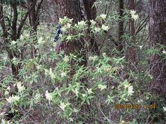 ヒカゲツツジを見に坪山(2)に登りました