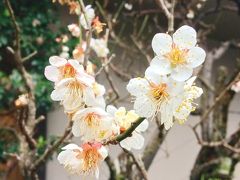 日本三大美肌の湯  嬉野温泉和多屋別荘へ