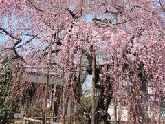 3分咲きの見ごろになった地蔵院の枝垂桜