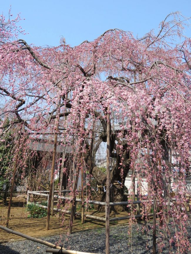 3月20日、春分の日の午前10時半頃に地蔵院の枝垂桜を見に行った　お彼岸の日であるためか、かなりの人々が訪問していた。<br />枝垂れ桜は見ごろになっていて、3部咲きくらいであった。　枝垂桜のすぐ横にある桃の花が満開で桜との取り合わせも見られて良かった。<br /><br /><br /><br />*写真は見ごろになった地蔵院の枝垂桜