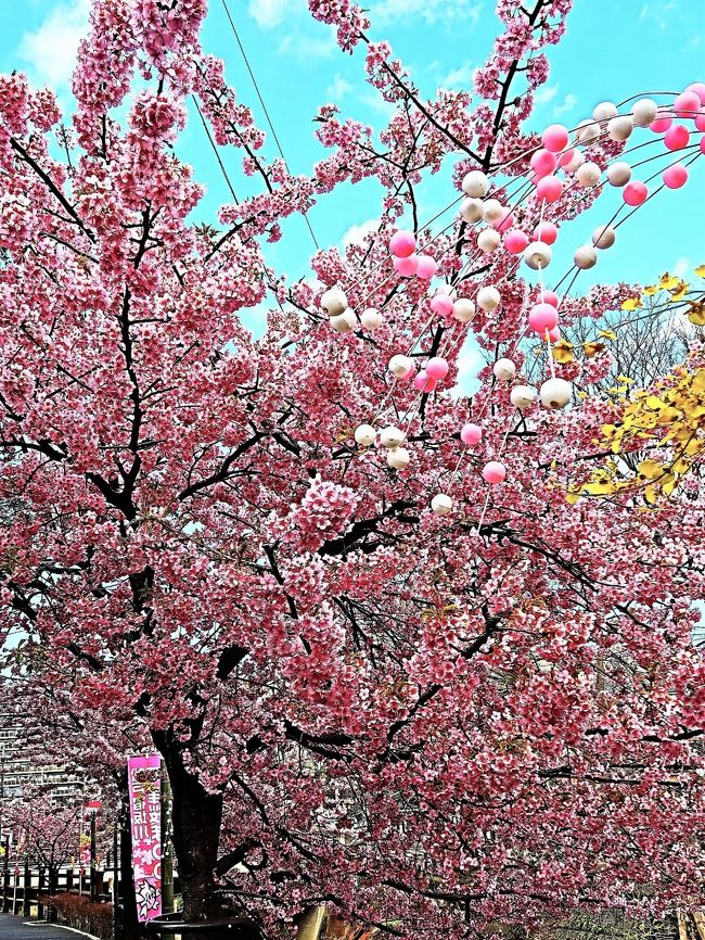 松戸宿坂川河津桜まつり<br />今年(2017年)は３月１1日(土)・１2日(日)に開催します。<br />旧松戸宿を水戸街道と並んで流れる坂川沿いには河津桜が植えられ毎年早咲きの花を見せてくれます。<br />今年も暖冬で毎年よりもさらに早くから花が楽しめそうです。<br />この時期にあわせて近隣商店街では謝恩セールや屋外イベントなどで皆さんをお待ちしています。会場すぐ近くの重要文化財「戸定邸」には手作りひな人形も飾られます。<br />今回から松戸宿の提灯が皆さんをお出迎え、夜は揺らめく灯りと<br />ともに夜桜見物をお楽しみください。<br />（http://kawazuzakura.wixsite.com/sakura　より引用）<br />