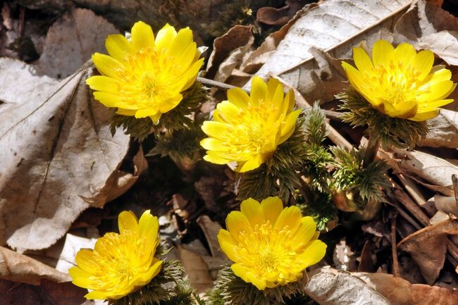 ３年前に、秩父・大ドッケの福寿草を見に行き、山の斜面に広がる福寿草に感動したことがありました。<br />http://4travel.jp/travelogue/10876745<br />この年は、２月から３月にかけて降った数十年に一度という大雪で、４月になってやっと花が開くという状況でした。<br />今年は例年並みの雪なので、３月中旬頃が見頃です。<br />もう一度、この「秘密の花園」を見たくて、トレッキング仲間８人で出かけました。<br />前回と比べて、花園の規模も広がっており、また雪の影響も少なかったようで、花園全体が黄色に染まっていました。<br />ここに辿り着くまでは、崩落地のガレ場を通ったり、アイゼンを付けて沢を登るなど厳しい登山道の連続でしたが、春を告げる福寿草の一つ一つを見ていると、疲れも忘れてしまいます。