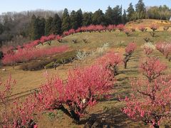 満開の元石川・花桃の丘と、とりまく環境の変化