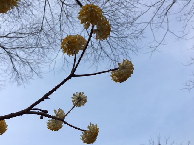 町田市の薬師池公園で春の訪れを感じてきました！