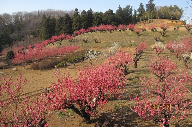 横浜市青葉区保木(ほぎ)の横浜市指定の「農業専用地区」内にある「元石川・花桃の丘」は、毎年たまプラーザ住民の目を楽しませてくれています。<br />今満開の花桃の丘を、今年も2017年3月18日、訪れましたが、世代交代のためか、このところ少しずつ変化しているように感じられます。<br />今回は、満開の花桃と、このあたりの事情をご紹介します。<br />