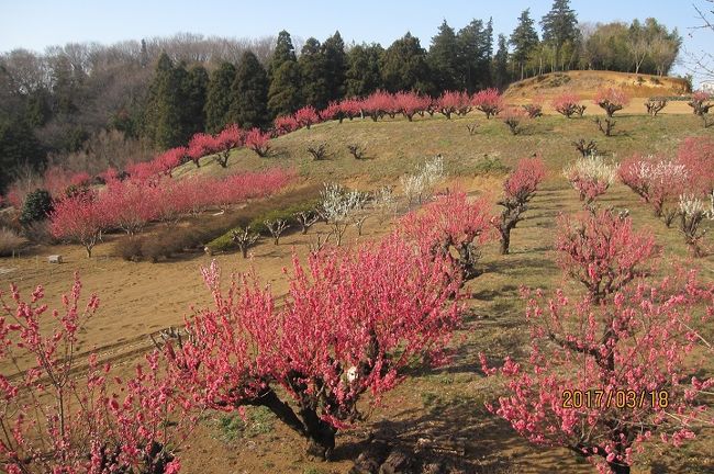 横浜市青葉区保木（ほぎ）の横浜市指定の「農業専用地区」内にある「元石川・花桃の丘」は、毎年たまプラーザ住民の目を楽しませてくれています。<br />今満開の花桃の丘を、今年も2017年3月18日、訪れましたが、世代交代のためか、このところ少しずつ変化しているように感じられます。<br />今回は、満開の花桃と、このあたりの事情をご紹介します。<br />