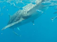 夏休み中学生とセブ母子旅行（４）番外編　オスロブジンベイザメ（海の中）