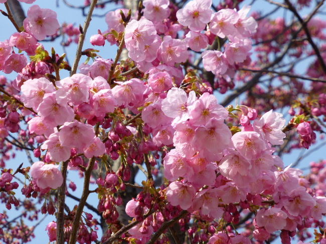 汐入公園の陽光桜 2017 北千住 南千住 東京 の旅行記 ブログ By Yo Haiさん フォートラベル 汐入公園の陽光桜 2017 北千住 南千住 東京 の旅行記 ブログ By Yo Haiさん フォートラベル
