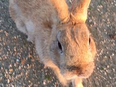 うさぎ島探訪記□17年早春～広島・大久野島でうさうさまみれになってみる