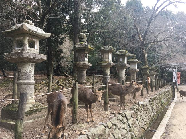 三連休は大阪立ち寄りの後奈良へ。ウン十年前の中学の修学旅行以来です。鹿の記憶がうっすらある程度ですから、初めて気分の奈良旅行となりました。