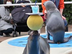 サンシャイン水族館-5　オタリア：アシカパフォーマンス　☆鼻先 器用な技くりだし