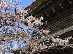 鎌倉さくら散歩〈前半〉 ～光明寺・妙本寺・祇園山ハイキングコース・宝戒寺～