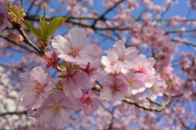 毎朝の散歩、この日はいつものコースと違うところを歩いて来ました。<br />途中、寒桜が綺麗なところがあり見ることが出来ました。<br /><br />★富士市役所のHPです。<br />http://www.city.fuji.shizuoka.jp/<br /><br />★ロゼシアターのHPです。<br />http://rose-theatre.jp/