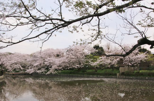 毎年同じような投稿になってしまいますが、昨年の鎌倉さくら散歩の時の写真です。今年ももうすぐ開花の時期を迎えるので、今年の散歩の計画をたてようとちょっと振り返ってみました。<br /><br />散歩の後半は苔で有名な杉本寺。そして桜のトンネルが美しい逗子ハイランド、浄妙寺、荏原天神、鎌倉宮と廻り、ゴールは鶴岡八幡宮です。<br /><br />