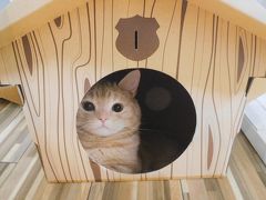 ねこだらけ猫展めぐり　ねこ休み展・福ねこat百段階段・岩合光昭写真展「ねこの京都」など