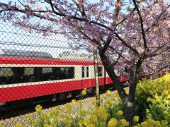 三浦海岸の河津桜と菜の花