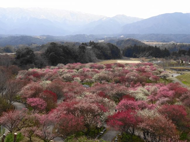 ３連休最終日、娘夫婦に誘われて「いなべ市農業公園」の梅林に行ってきました<br /><br /><br /><br /><br /><br /><br /><br /><br />