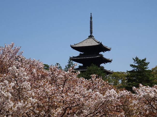 京都の世界遺産１７箇所を巡るのが目標<br />年に一回しか行けないので、一体何年かかるのでしょうか（笑）<br />今までに一度も行ったところのない所を先にまわる予定です<br /><br />２０１６年４月　１回目スタート<br /><br />二日目はバスを利用して高雄方向に行きます<br />世界遺産は５つ<br /><br />午後からはバスに乗って仁和寺で下車、この辺りを回ります