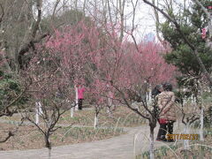 上海の魯迅公園・梅園・2017年