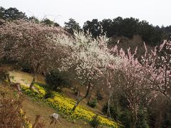 寿長生の郷・石山寺の梅林2017