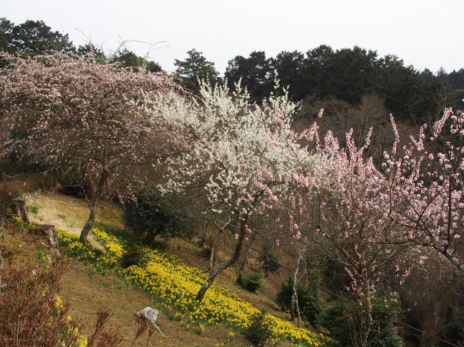 滋賀の梅林をみてきました<br />寿長生の郷(すないのさと)は、滋賀県にある和菓子叶匠寿庵の庭園です<br />梅林1000本、柚子、椿、さざんか、桜、牡丹などの美しい庭園があり、和菓子作りなどの体験が出来る施設があります<br />梅も見頃で、3/20で梅まつりは終わってしましましたが、のんびりできる良いところです<br />4月上旬には花の宴桜まつり、5月上旬には花の宴牡丹まつり、6月中旬にはほたるの夕べ、6月下旬には梅狩り等年間を通して様々なイベントが企画されています<br />大石最中の説明書きには叶匠寿庵が本社を置く大津市大石の地は、忠臣蔵で有名な大石内蔵助良雄の祖先の本貫地と書かれていましたので歴史あるところと思われます<br />※寿長生とは<br />井戸のつるべ（桶）を引き上げる縄を意味する豊国の言葉（古代の言葉）。<br />郷を訪れた方々に、活力を汲み上げていただきたいという思いから名付けたもの。水引きと同じ意味です。(ＨＰより)<br /><br />石山寺と寿長生の郷は車で20分ほどで移動できるところにあります<br />紫式部源氏物語・花の寺として知らている石山寺は、梅つくしが3/20まで行われ、西国三十三所開創1300年を迎え、2016年から5年間にわたり、記念の御朱印授与、内陣の役の行者像などが特別公開がされています<br />梅林は3か所あり寒桜も同時に咲き、美しく見頃でした<br /><br /><br /><br />寿長生の郷　Ｐ1000円(金券)<br />ＪＲ石山駅北口から無料送迎バスが運行されています（1日4本）<br />滋賀県大津市大石龍門4丁目2－1<br />営業時間10:00 ～ 17:00<br />定休日水曜日但し、3月・11月は無休<br />花の宴梅まつり<br />【期間】　　　　３月４日（土）～３月２０日（月・祝）<br />雛人形展2/4-3/26<br /><br />石光山石山寺　Ｐ600円<br />入山料 一般600円団体500円　中高生600円団体350円（小学生は250円団体200円）<br />《開門》 午前8時<br />《閉門》 午後4時30分<br />※団体取扱　30名以上<br /><br />【石山寺 梅つくし 開催概要】<br />期間<br />： 2017年2月10日（金）～3月20日（月・祝）<br />会場<br />： 大本山石山寺<br />時間<br />： 午前8時～午後4時<br />料金<br />： 入山料 600円（小学生は250円）<br />主催<br />： 一般社団法人石山観光協会<br />共催<br />： 大本山石山寺<br /><br />【観光情報】 JR西日本 ちょこっと関西 歴史たび 特別企画のご案内 &lt;1月7日(土)～3月31日(金)&gt;<br />紫式部像の三筆同時特別公開、模擬十二単着装体験をはじめ、<br />座主のお話、源氏物語書写などの体験、昼食をセットした「源氏学院プログラム」予約制、<br />ガイドつきで石山寺をご案内するガイドツアー予約制など、<br />特別な企画<br /><br />紫式部像の三筆同時特別公開＜概要＞<br />・実施期間?平成29年1月7日（土）～3月31日（金）<br />・時間?8:30～16:30<br />・実施場所?石山寺 密蔵院<br />・拝観料?300円 ※石山寺入山料（大人600円・小学生250円）が別途必要 <br />模擬十二単着装体験＜概要＞<br />・実施期間?平成29年1月7日（土）～3月31日（金）<br />・時間?8:30～16:30（所要約10分）<br />・実施場所?石山寺 密蔵院<br />・体験料：500円 ※密蔵院拝観料300円と石山寺入山料（大人600円・小学生250円）が別途必要 <br /><br />西国三十三所草創1300年記念<br />役行者および前鬼・後鬼像　特別拝観<br />公開期間：<br />2017年1月6日（金）～11月30日（木） <br />場所：<br />本堂内陣<br />拝観時間：<br />8時～16時（内陣へは15時45分までにお入りください）<br />拝観料：<br />500円（別途入山料が必要）