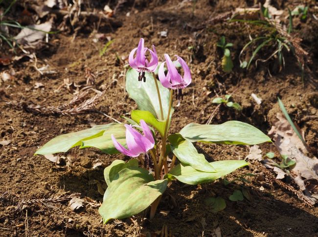 カタクリの花が咲き始めたと聞き、相模原の城山カタクリの里に行って来ました。<br />まだ咲き始めで満開ではなかったけどカタクリ以外にも雪割草など園内には色々な花が咲いていました。<br /><br />http://blog.katakurinosato.com/<br /><br />