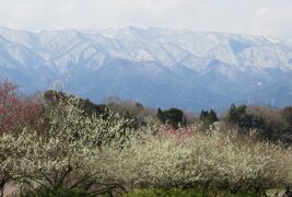 2017春、三重と岐阜巡りのバスツアー(6/10)：いなべ市梅林(6)：実梅の品種紹介