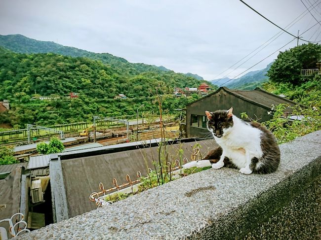 旅３日目は福隆站で駅弁食べて、東北角と呼ばれるエリアでサイクリングを楽しむ予定でした。<br /><br />廃線になった鉄道のトンネルを通れたり、海沿いをグルッと走る総延長２０ｋｍのサイクリングコースだそうです。<br />台湾最東端にも行けて、そこにある漁村には猫がたくさん住んでいるので、<br />「海辺の猫村」として俄かに人気が出つつあるとか。<br /><br />しかし本日も生憎の空模様。<br /><br />海沿いサイクリングは天気が良くなきゃ面白味もないので、計画を変更して、初日に行けなかった約３年半ぶりの猴トンへ。<br /><br />その後は約３年ぶりの菁桐に廃墟を堪能してきました。