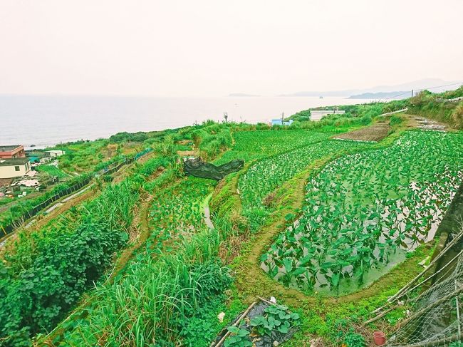 基隆滞在２日目は、「台湾でコレをする」という幾つか掲げている目的を果たしに路線バスに乗ってぶらぶらしました。<br /><br />利用したバスは８６２番の淡水行き。<br /><br />「世界ふしぎ発見」でも取り上げられた、最近すっかりメジャーになった台湾の珍廟の代表格『石門金剛宮』へ行ける路線です。