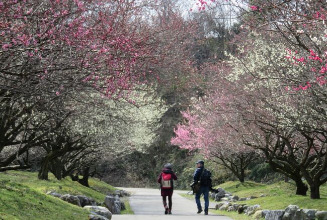 いなべ市梅林公園紹介の締め括りです。『100種類・4500本』がうたい文句の梅林ですが、『100種類』の梅の情報については、いなべ市の公式サイトを見ても何も記載されていませんでした。参考に紹介する『花梅』の『三系九性』の品種です。