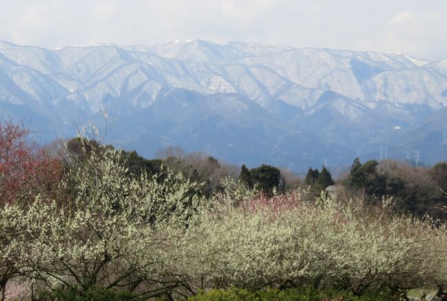 いなべ市梅林公園紹介の締め括りです。『100種類・4500本』がうたい文句の梅林ですが、『100種類』の梅の情報については、いなべ市の公式HPを見ても何も記載されていませんでした。このため、参考に紹介する『花梅』と『実梅』です。