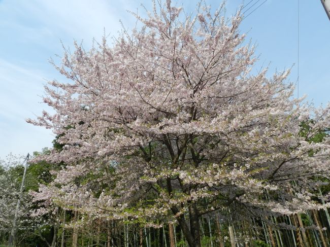 4月も二週目になると、桜もそろそろ終わりの季節...<br />でもどこかで咲いていないかとリサーチしたら、兵庫県神河町にある『桜華園』ではまだ咲いている桜があるという情報！<br />『桜華園』には240種類3000本もの桜があり、品種数が西日本随一なのだそうです。<br />全山が一度に満開することはないですが、長い期間にわたって様々な桜を楽しむことができるスポットです。