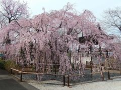 7部咲きになった地蔵院の枝垂桜