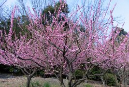 2017春、東山植物園の梅と河津桜(3/8)：思いのまま、鴛鴦、寒衣、冬至