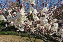 2017春、東山植物園の梅と河津桜(5/8)：梅林(梅の丘)遊歩道、思いのまま、紅千鳥、冬至