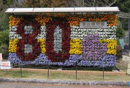 2017春、東山植物園の梅と河津桜(8/8)：竹林園、真竹、ハンカチノキ、シナマンサク