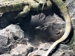 サンシャイン水族館-4　水辺の旅：トカゲ/カエルなど　☆淡水に棲む生物多く