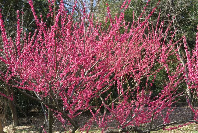 2017春、東山植物園の梅と河津桜(2/8)：思いのまま、マメナシ、鹿児島紅、青軸、紅千鳥