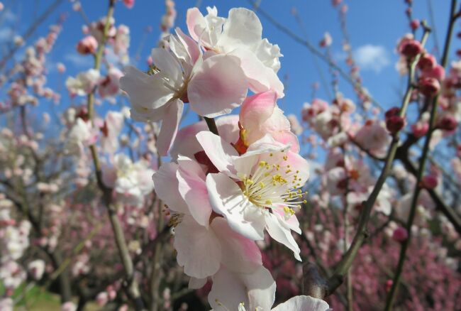 2017春、東山植物園の梅と河津桜(4/8)：ビオトープ、木彫作品・くわがた、思いのまま