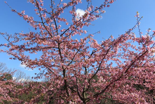 2017春、東山植物園の梅と河津桜(6/8)：梅林の遊歩道、寒紅梅、八重茶青、見驚、河津桜