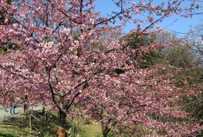 東山植物園の梅と河津桜の紹介です。梅の時期から桜の時期になりましたので、とりあえずコメントなしで、写真だけの紹介です。